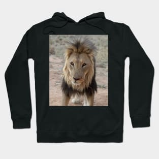 Portrait of a lion Hoodie